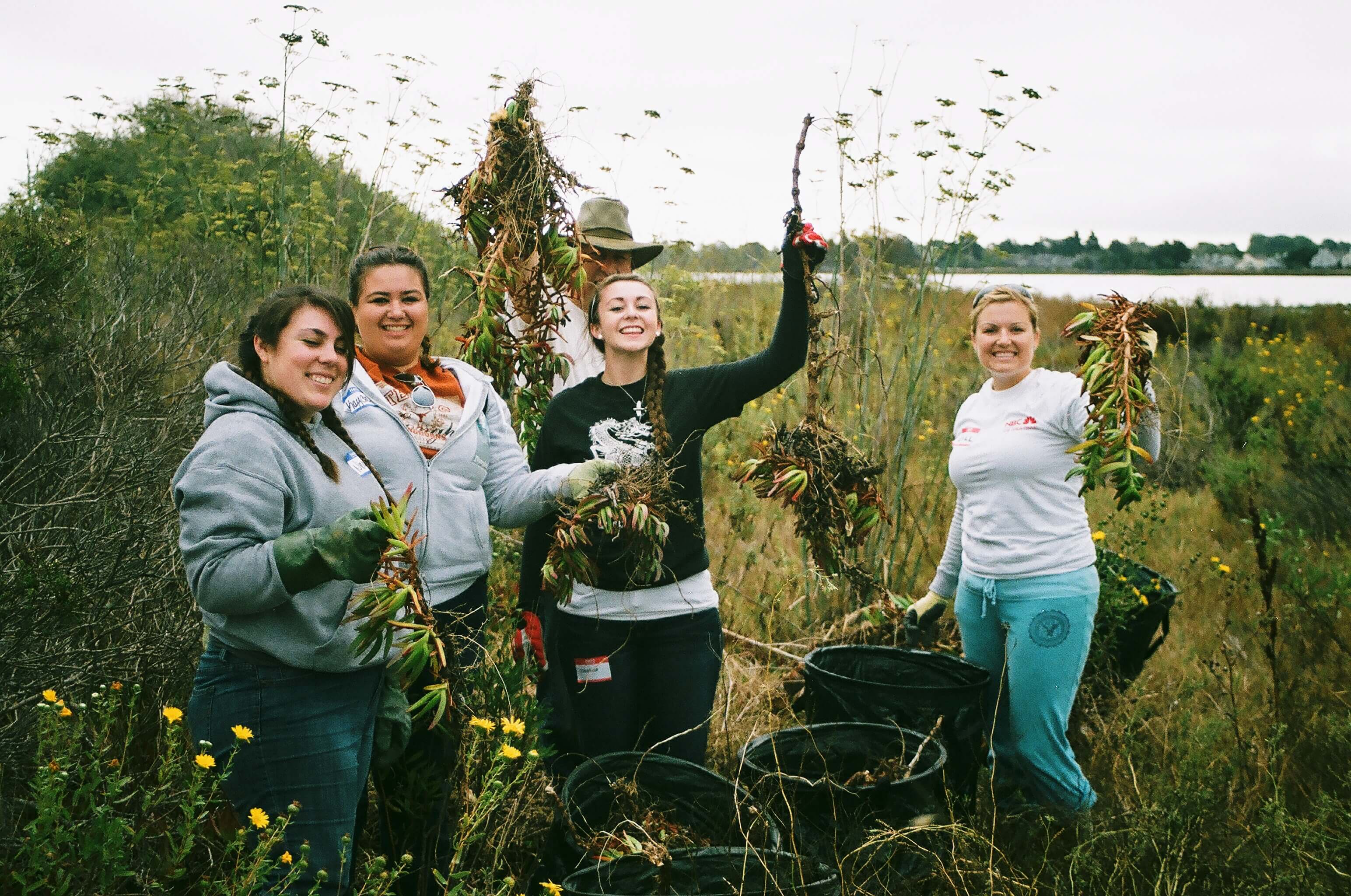 pulling invasive weeds