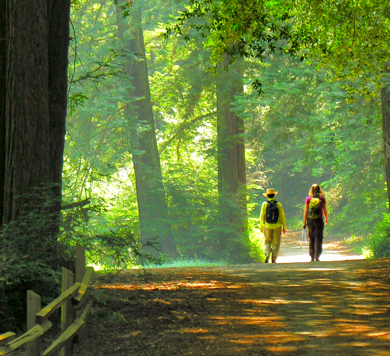 Two people walking on a path in Reinhardt Redwood Regional Park.